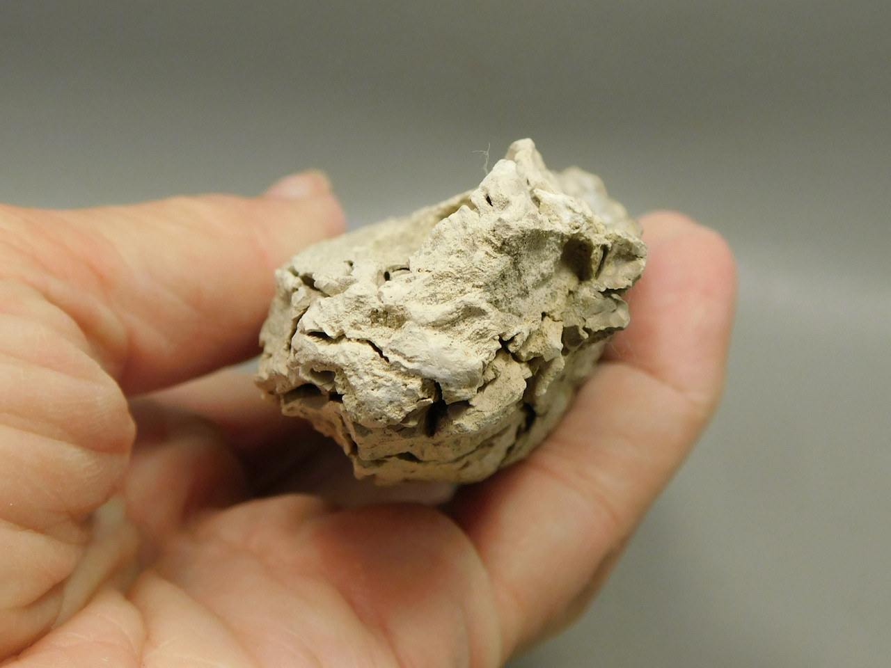 Petrified Wood Polished Limb Bruneau Woodpile Idaho #OBWO15