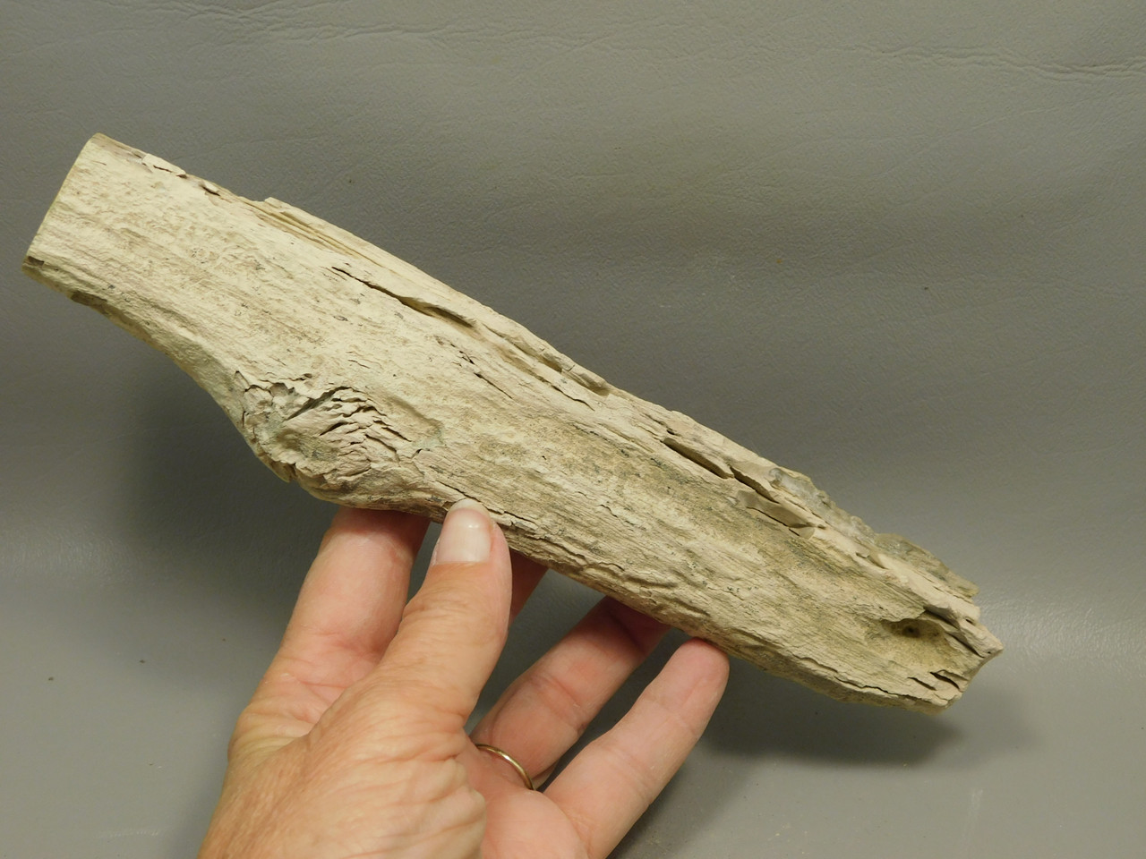 Petrified Wood Polished Limb Bruneau Woodpile Idaho #OBWO15