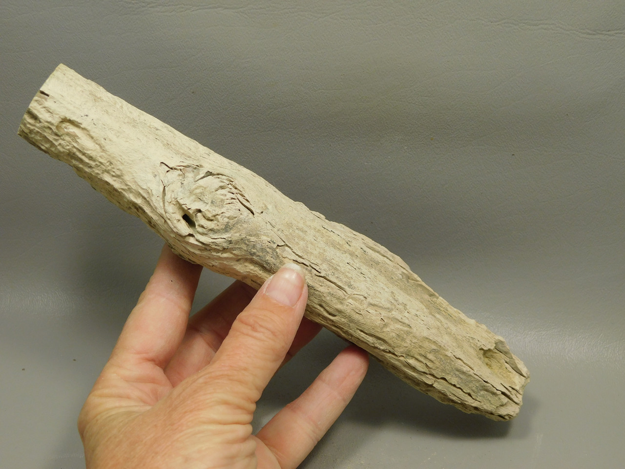 Petrified Wood Polished Limb Bruneau Woodpile Idaho #OBWO15