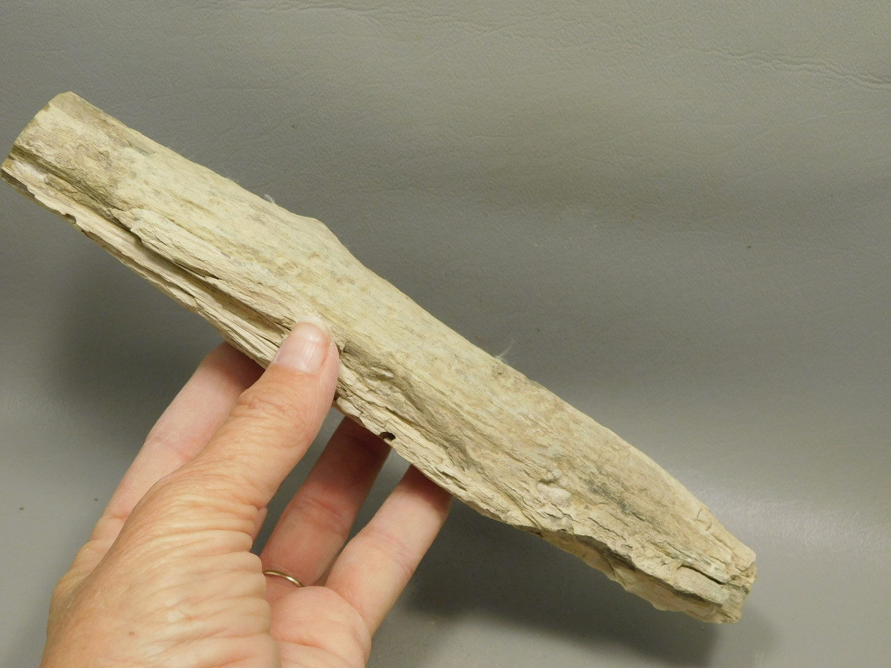 Petrified Wood Polished Limb Bruneau Woodpile Idaho #OBWO15