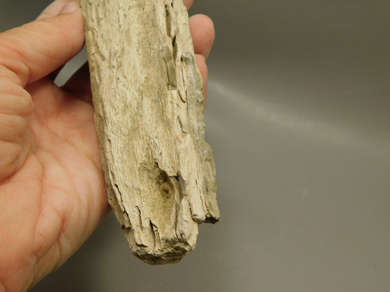 Petrified Wood Polished Limb Bruneau Woodpile Idaho #OBWO15