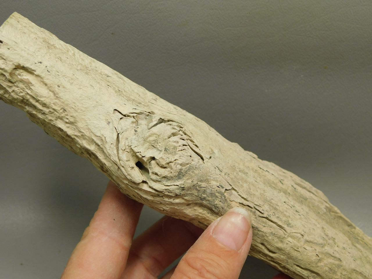 Petrified Wood Polished Limb Bruneau Woodpile Idaho #OBWO15