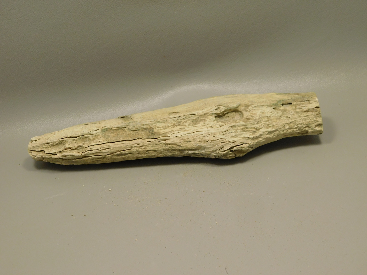 Petrified Wood Polished Limb Bruneau Woodpile Idaho #OBWO15