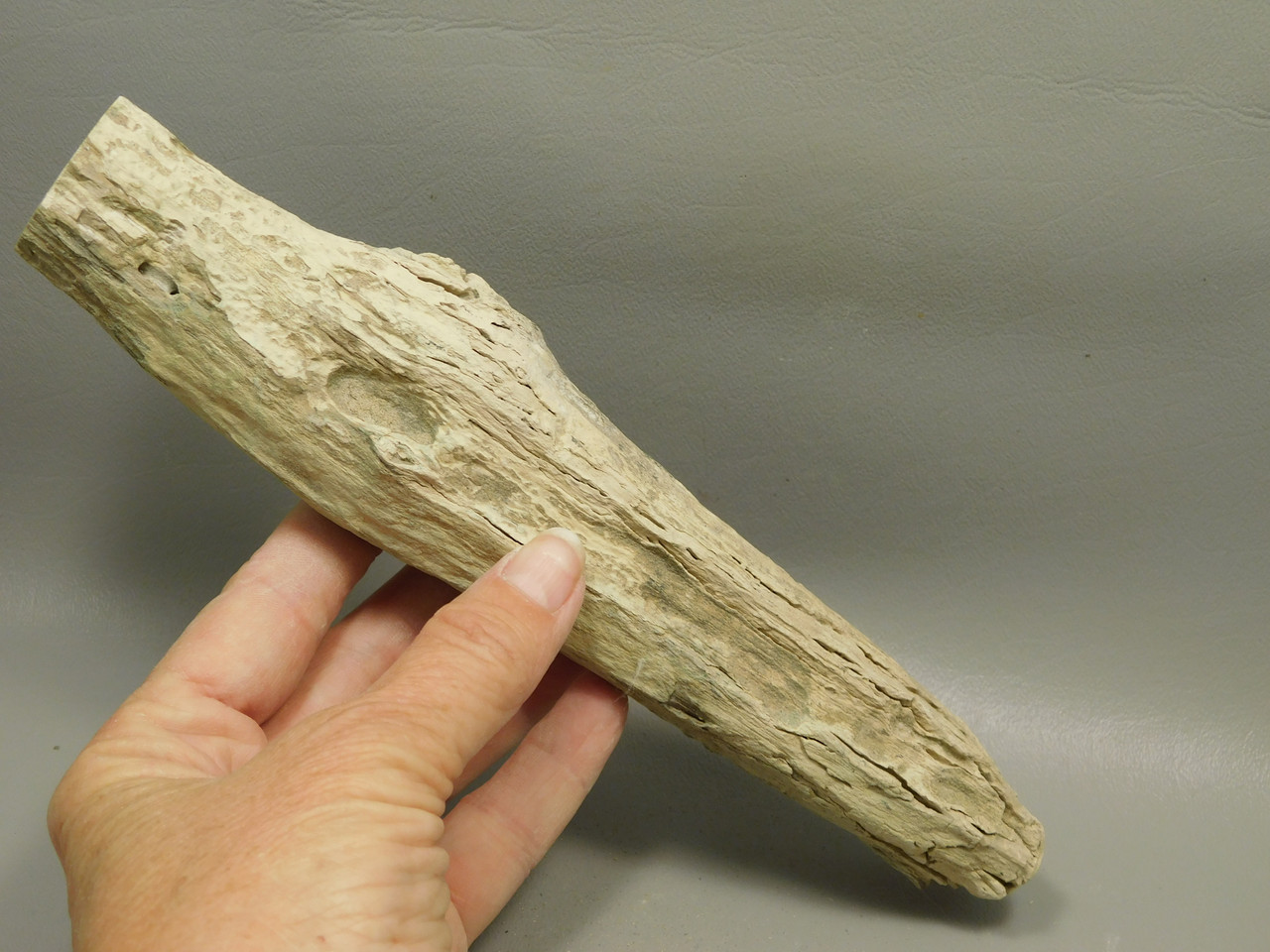 Petrified Wood Polished Limb Bruneau Woodpile Idaho #OBWO15