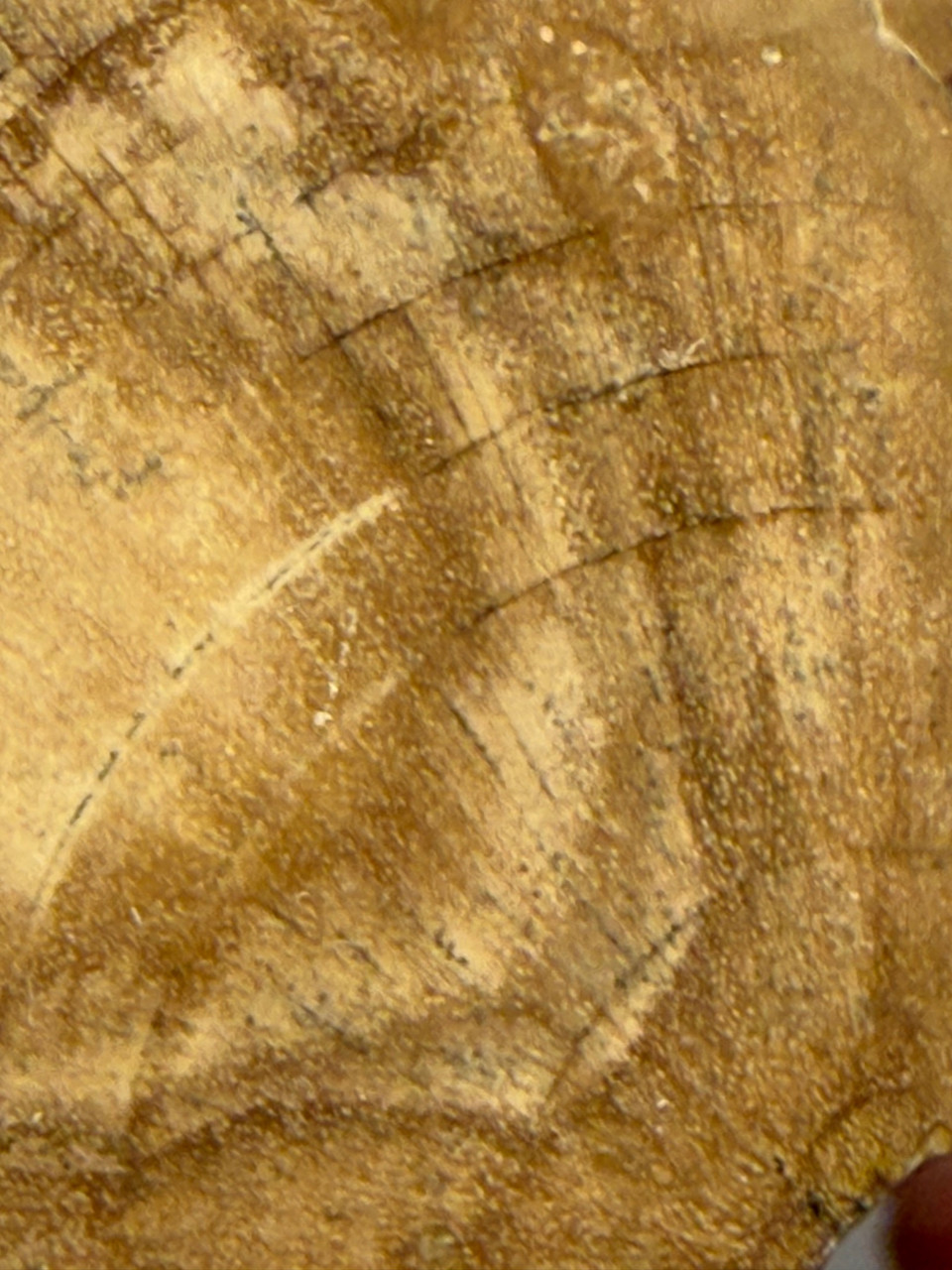 Petrified Wood Polished Limb Bruneau Woodpile Idaho #OBWO15