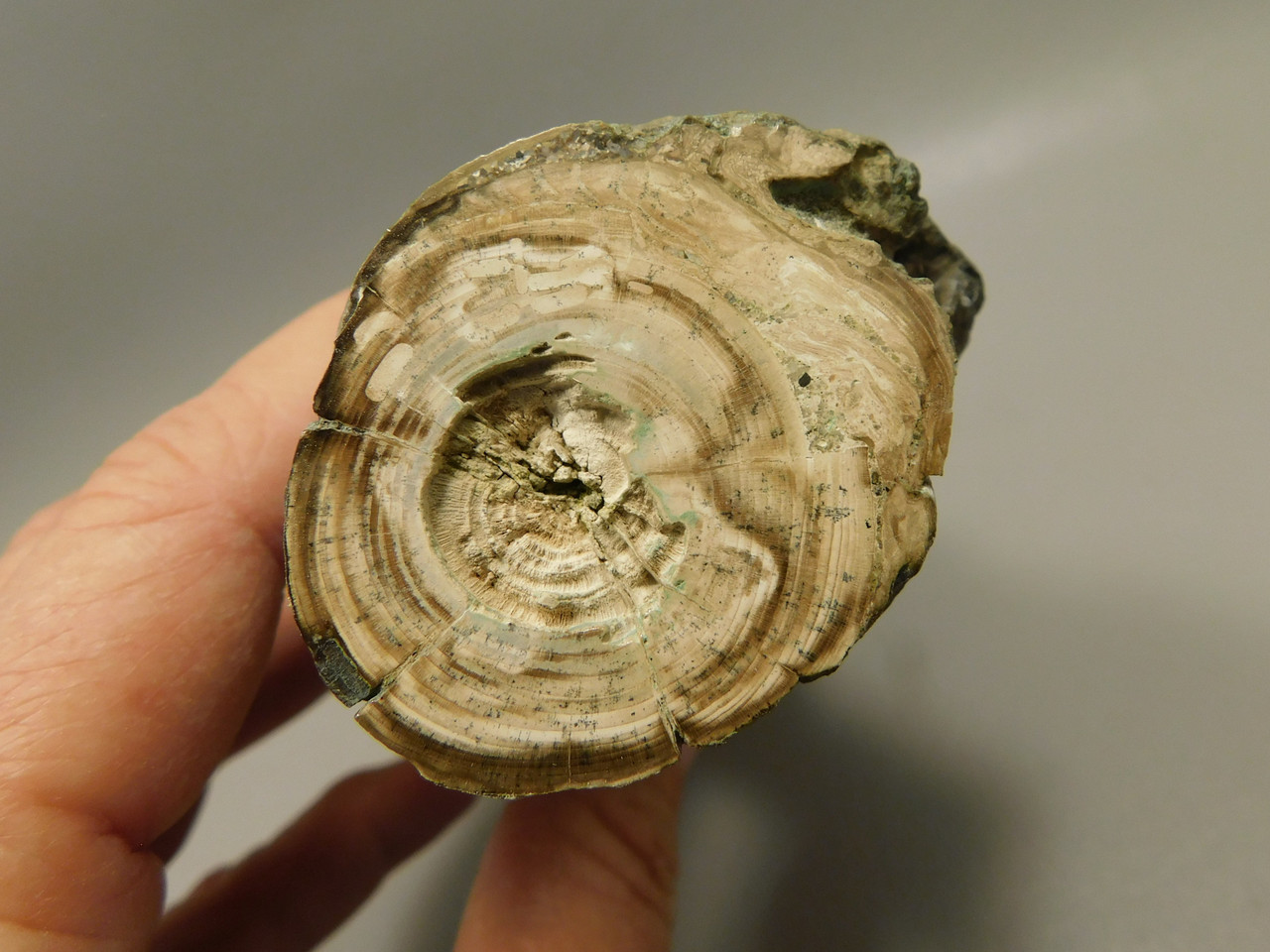 Petrified Wood Polished Limb Bruneau Woodpile Idaho #OBWO16