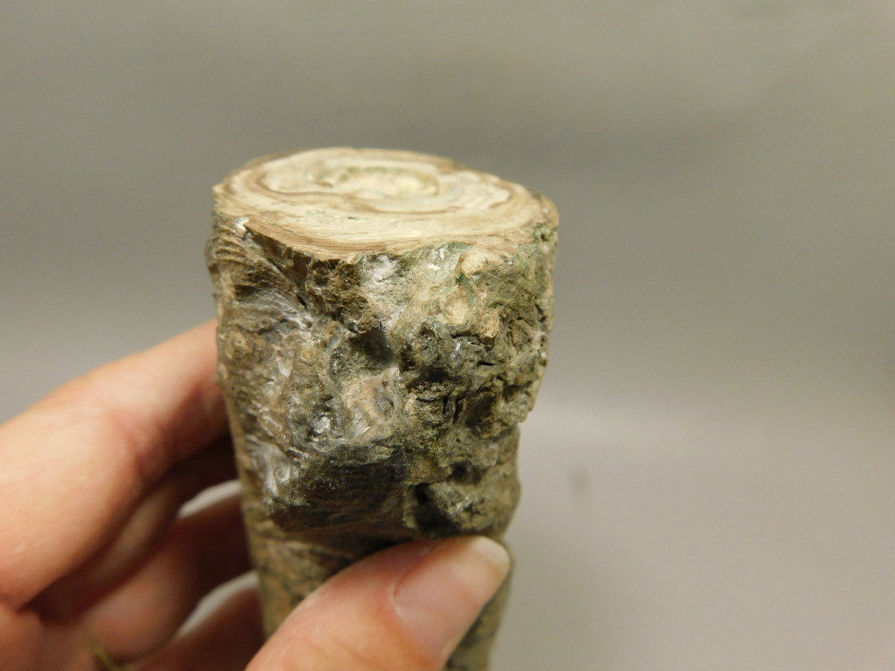 Petrified Wood Polished Limb Bruneau Woodpile Idaho #OBWO16