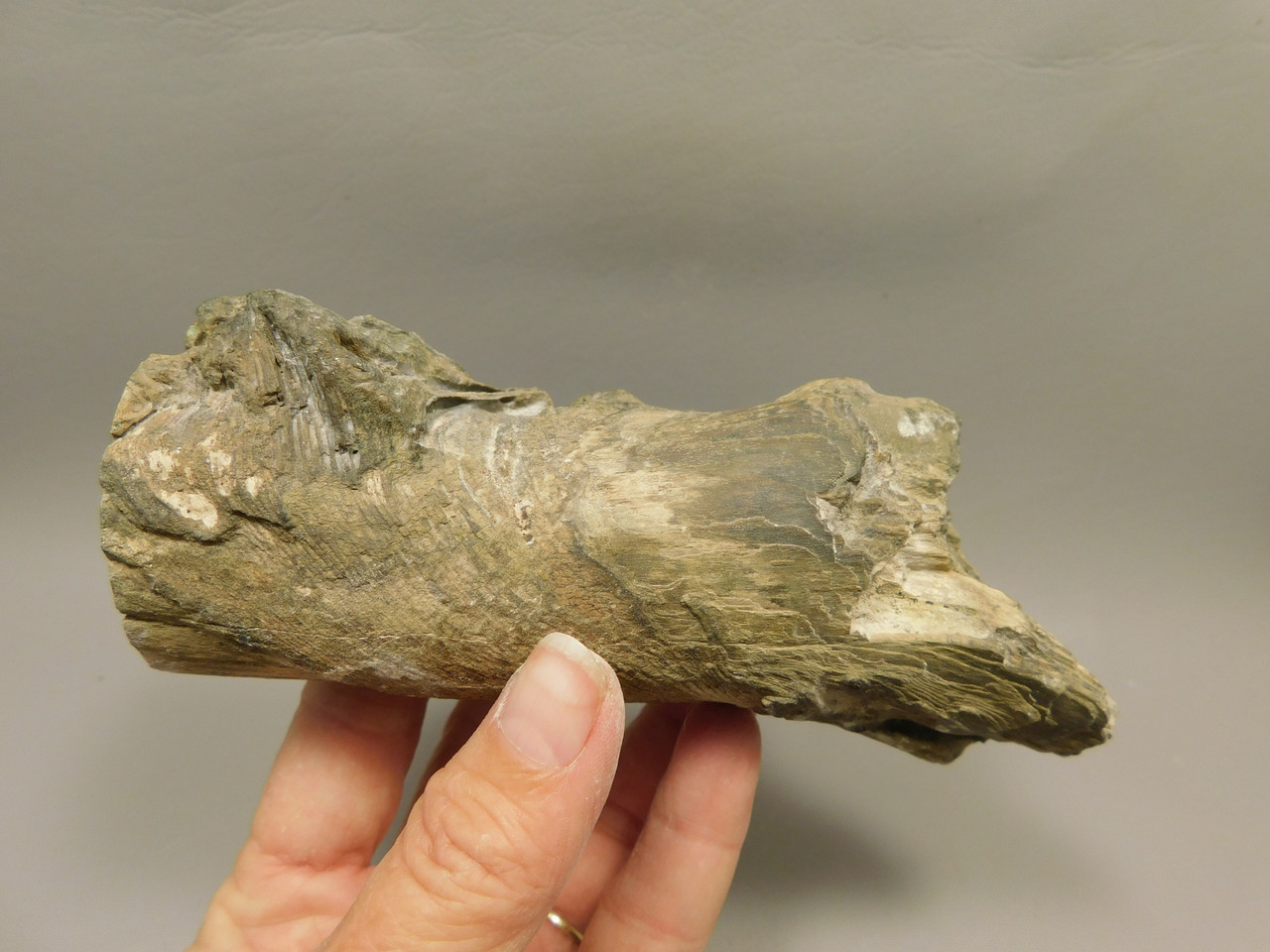 Petrified Wood Polished Limb Bruneau Woodpile Idaho #OBWO16