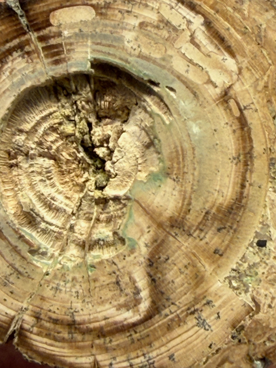 Petrified Wood Polished Limb Bruneau Woodpile Idaho #OBWO16