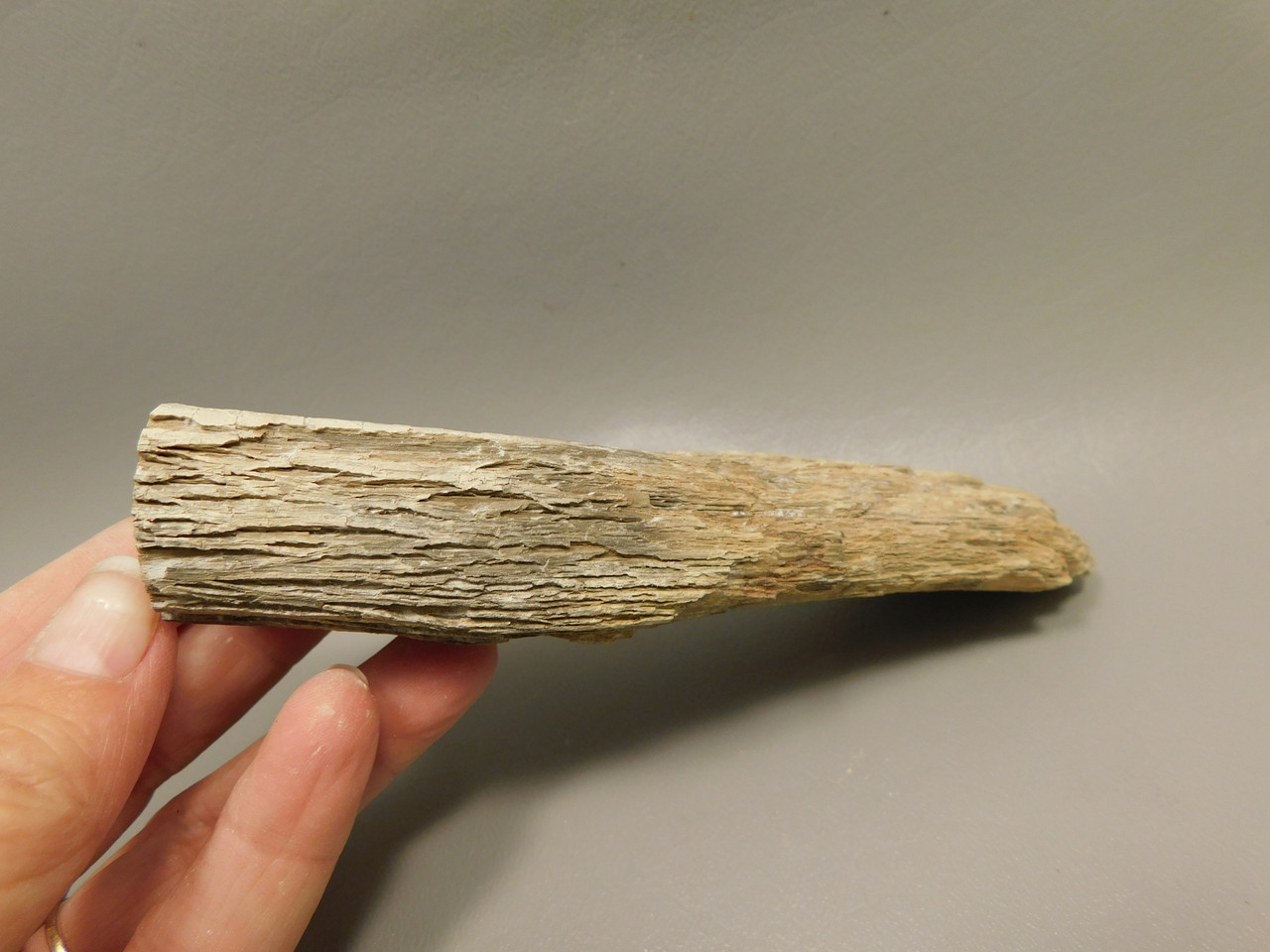 Petrified Wood Polished Limb Bruneau Woodpile Idaho #OBWO16