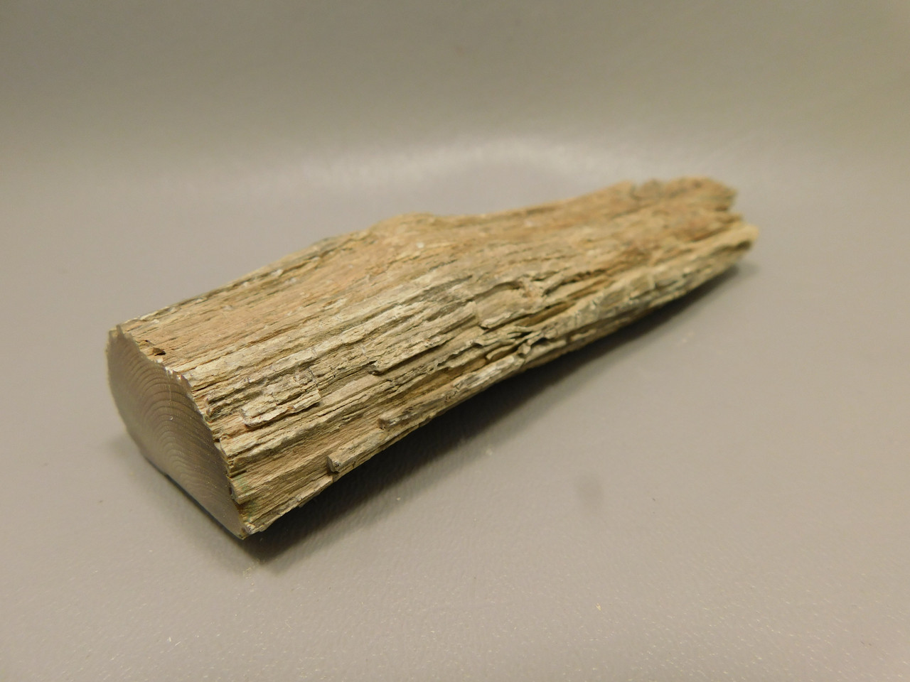 Petrified Wood Polished Limb Bruneau Woodpile Idaho #OBWO16