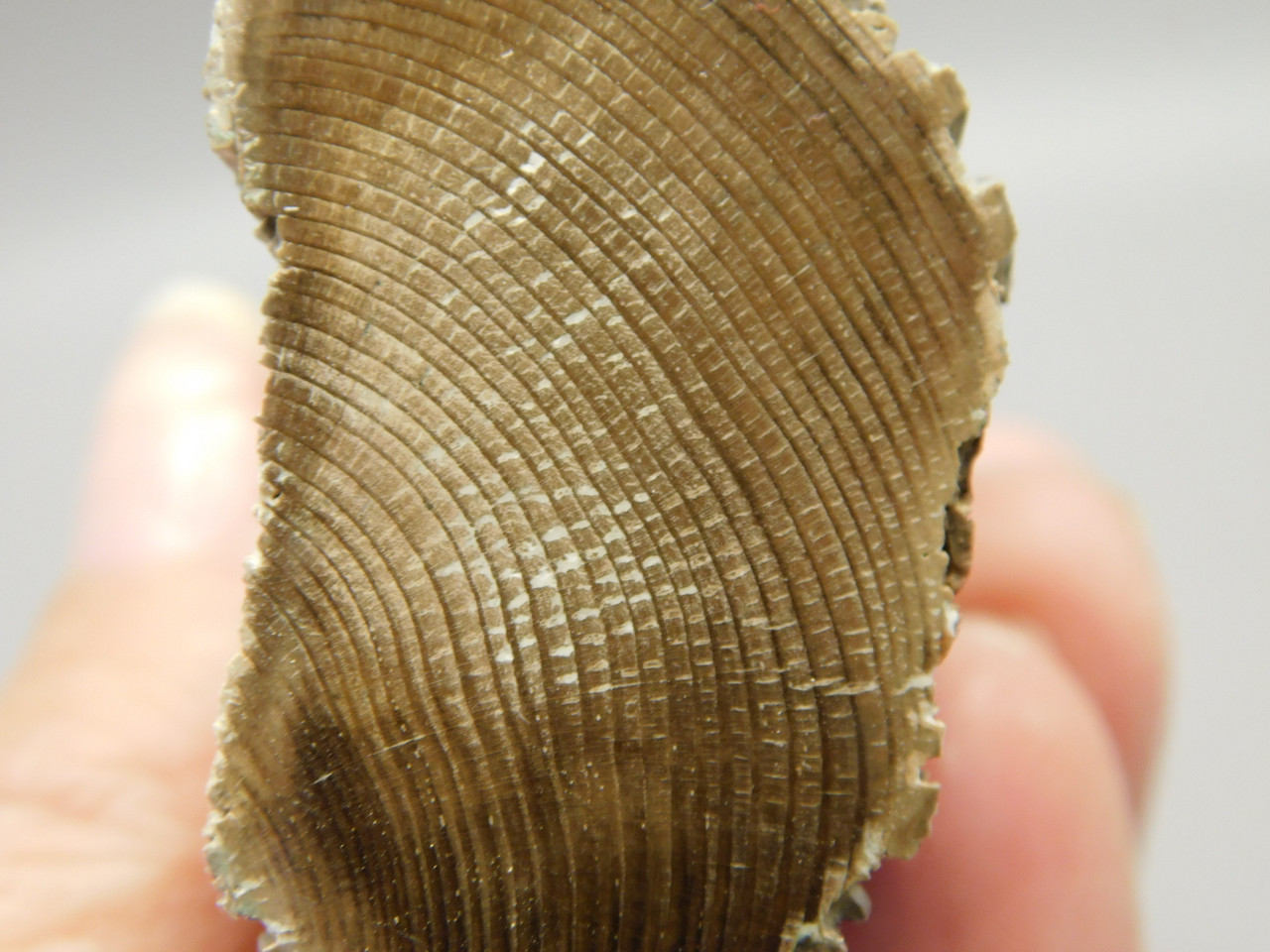Petrified Wood Polished Limb Bruneau Woodpile Idaho #OBWO16