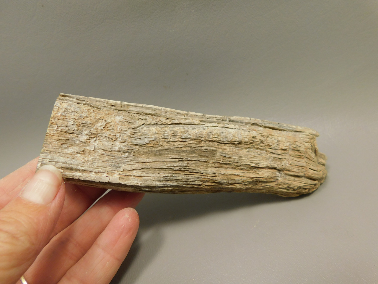 Petrified Wood Polished Limb Bruneau Woodpile Idaho #OBWO16