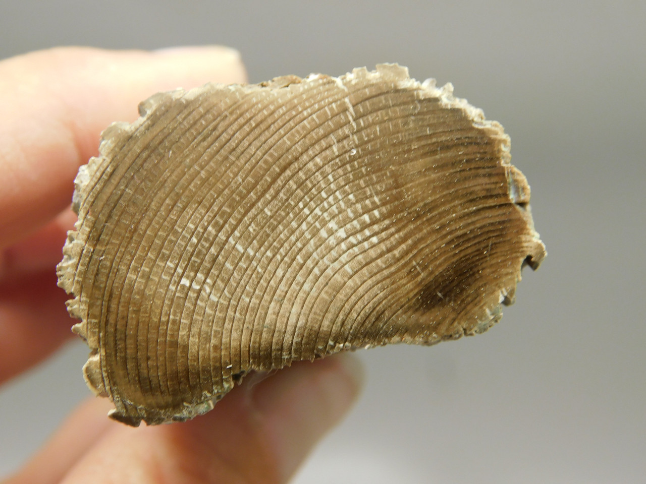 Petrified Wood Polished Limb Bruneau Woodpile Idaho #OBWO16