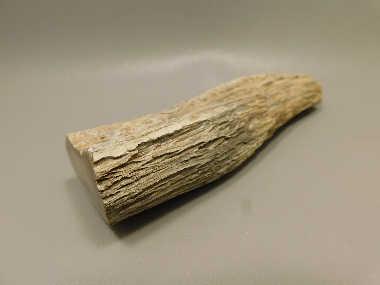 Petrified Wood Polished Limb Bruneau Woodpile Idaho #OBWO16