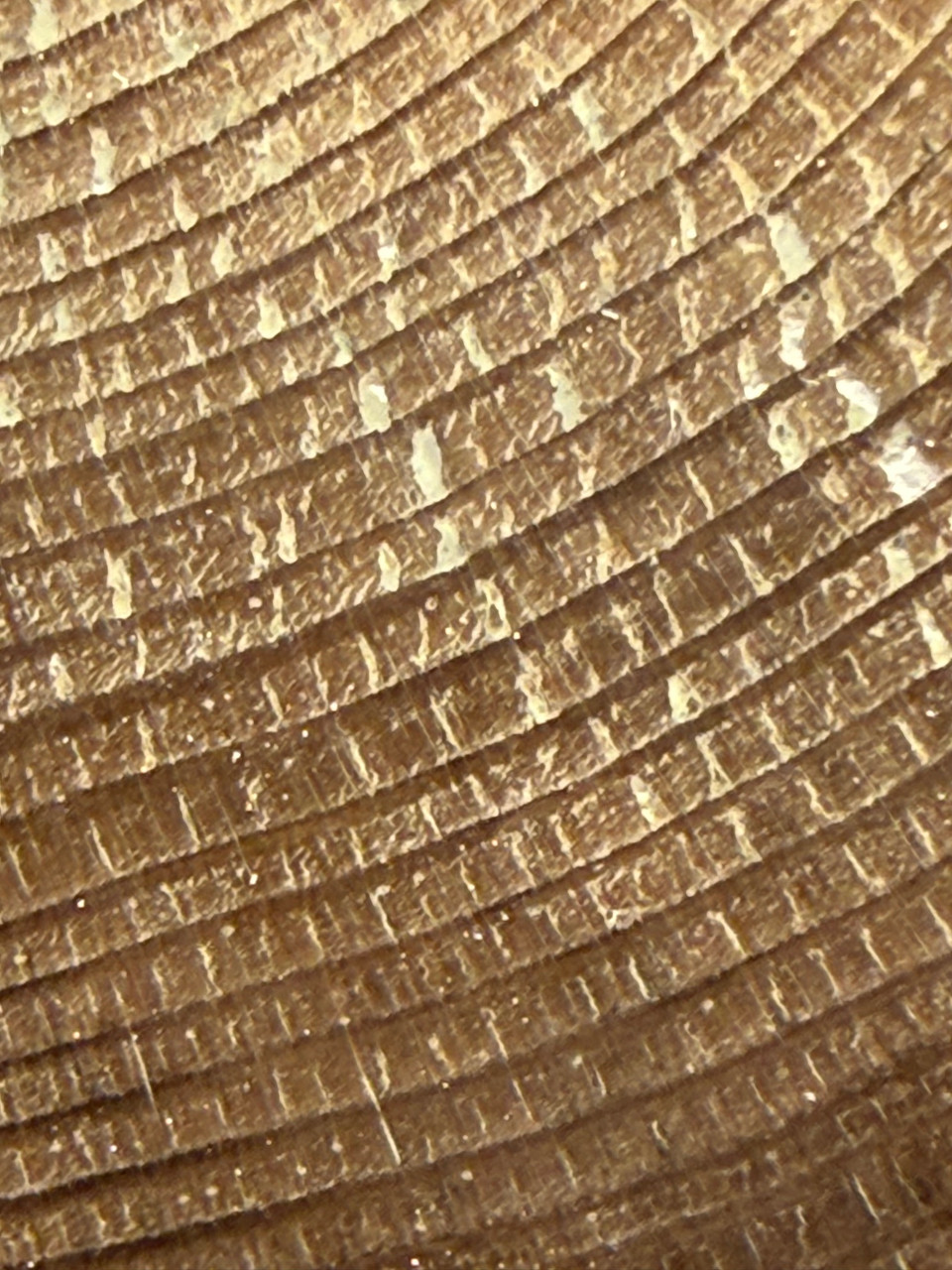 Petrified Wood Polished Limb Bruneau Woodpile Idaho #OBWO16