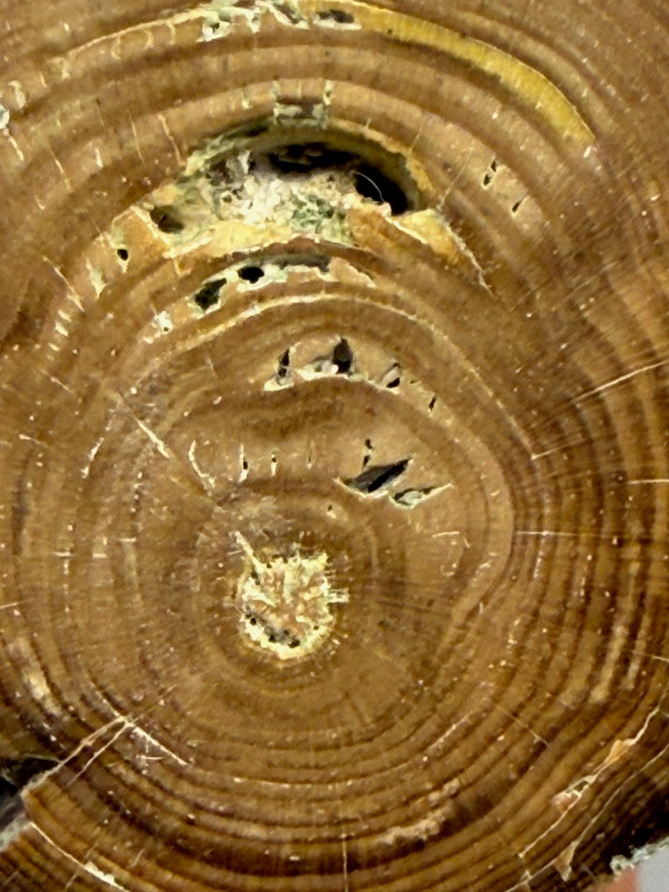 Petrified Wood Polished Limb Bruneau Woodpile Idaho #OBWO18