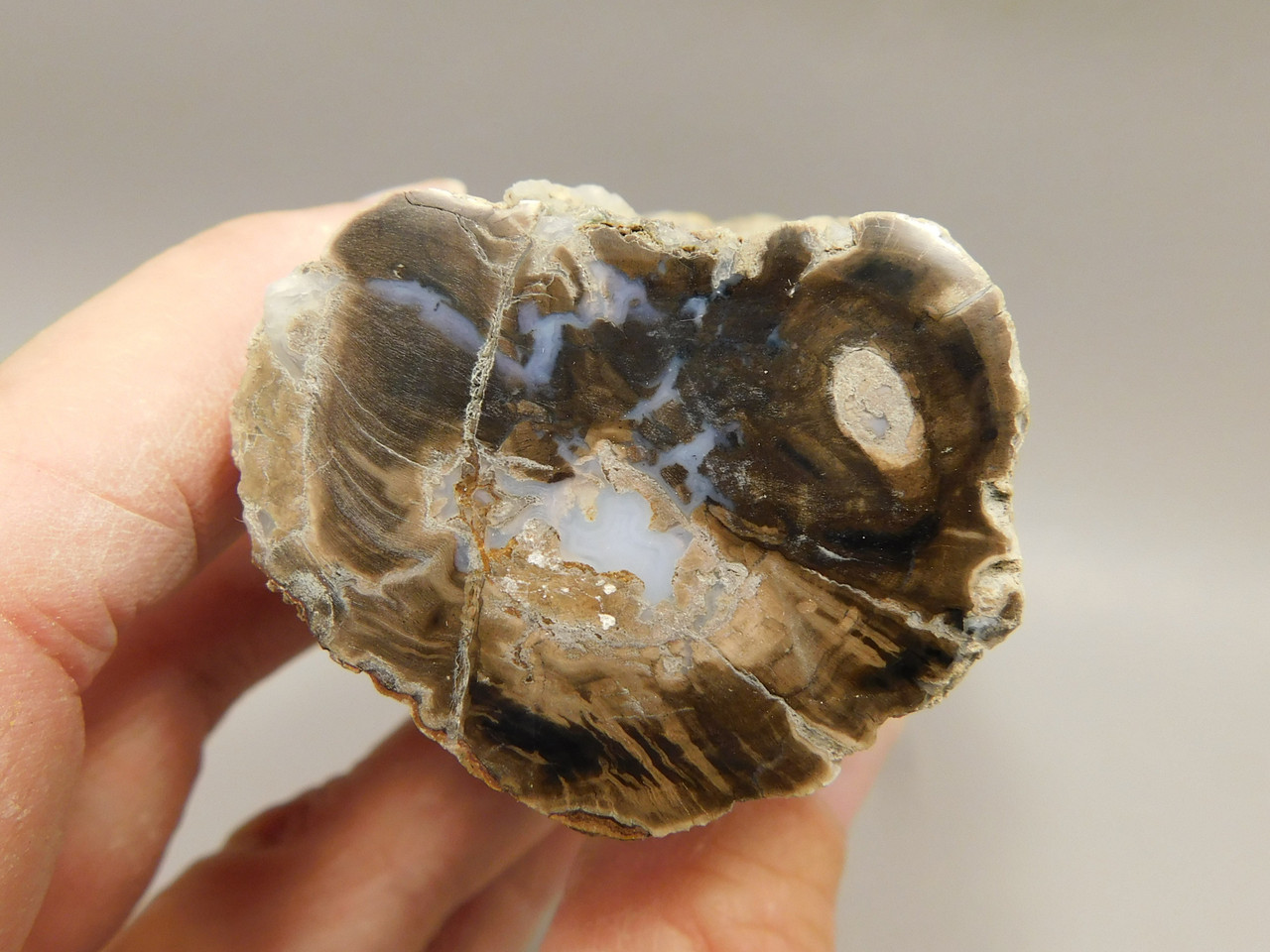 Petrified Wood Polished Limb Cast Eden Valley Wyoming #OEVO9