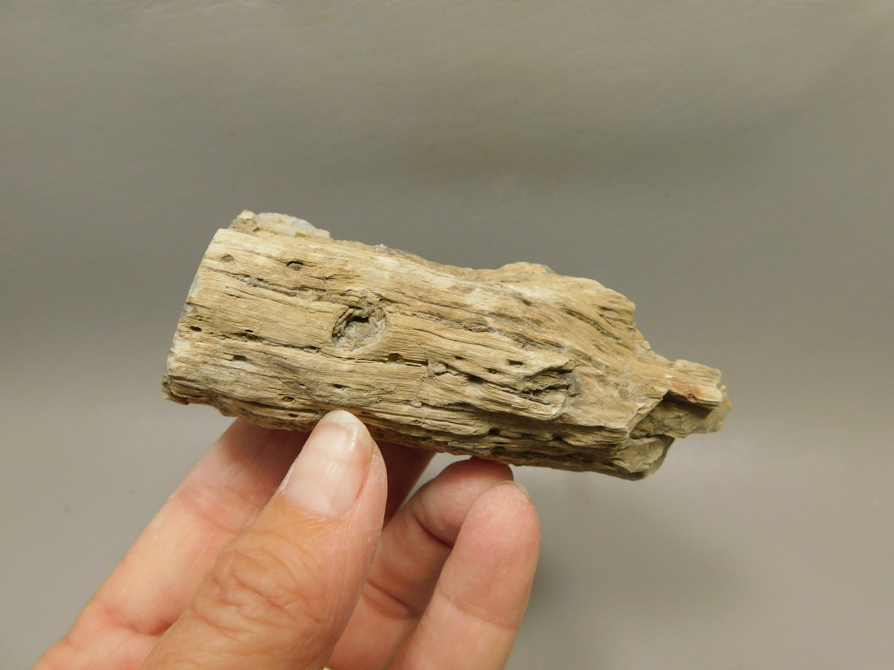 Petrified Wood Polished Limb Cast Eden Valley Wyoming #OEVO9