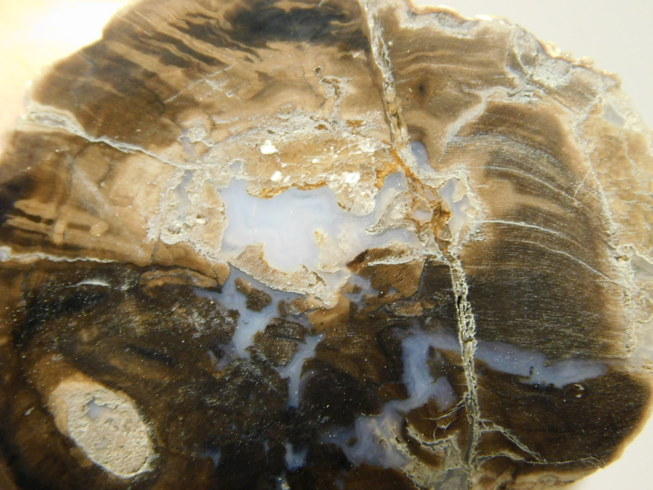 Petrified Wood Polished Limb Cast Eden Valley Wyoming #OEVO9