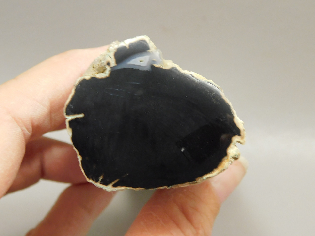 Petrified Wood Polished Limb Cast Eden Valley Wyoming #OEVO11