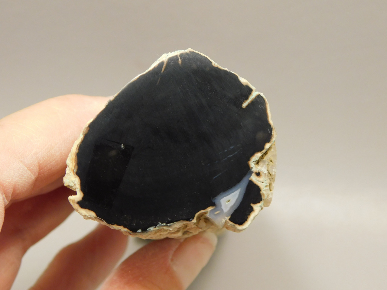 Petrified Wood Polished Limb Cast Eden Valley Wyoming #OEVO11