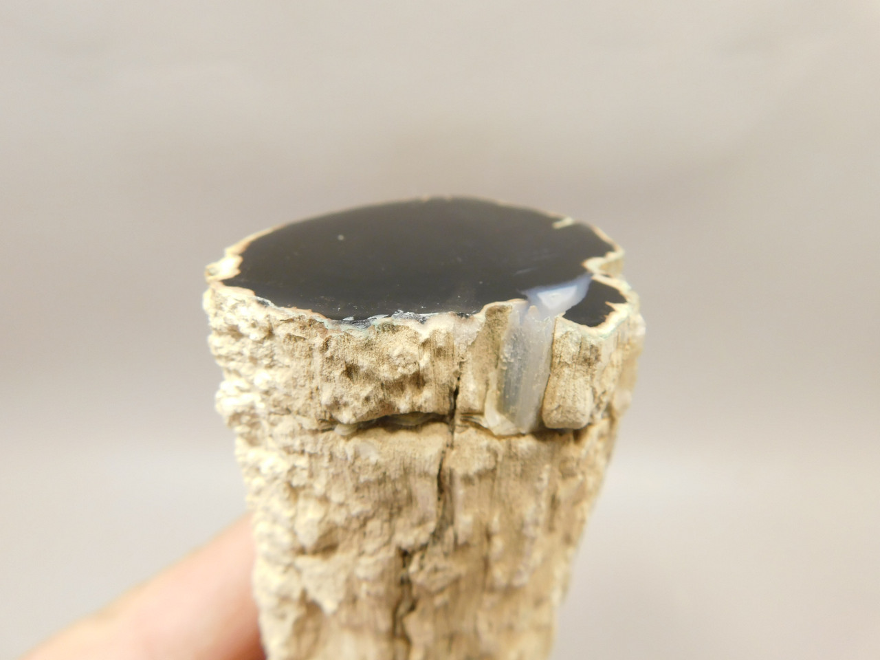 Petrified Wood Polished Limb Cast Eden Valley Wyoming #OEVO11