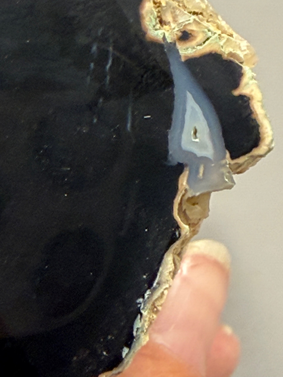 Petrified Wood Polished Limb Cast Eden Valley Wyoming #OEVO11