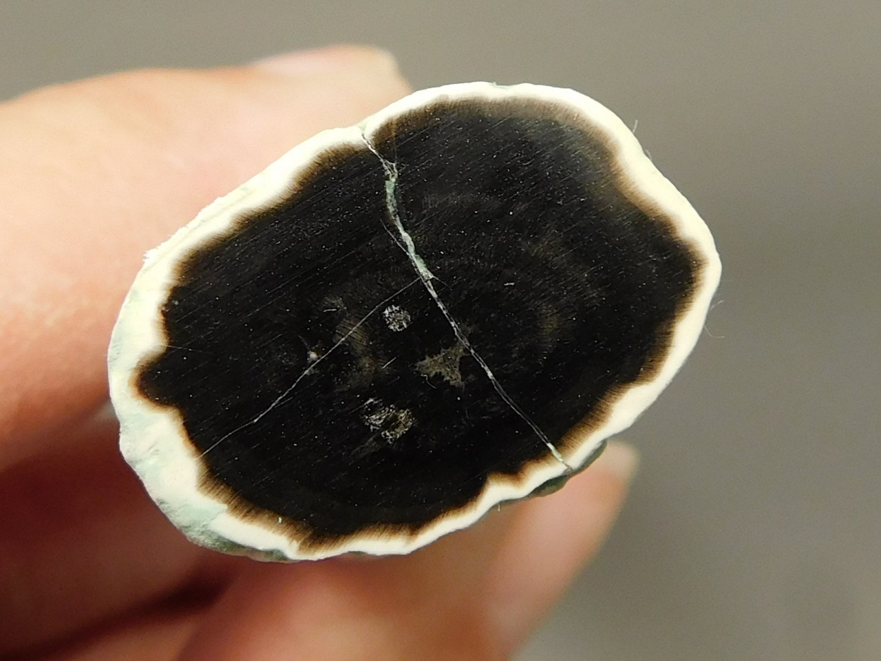 Petrified Wood Black Polished Limb Snake River Idaho #OSR4