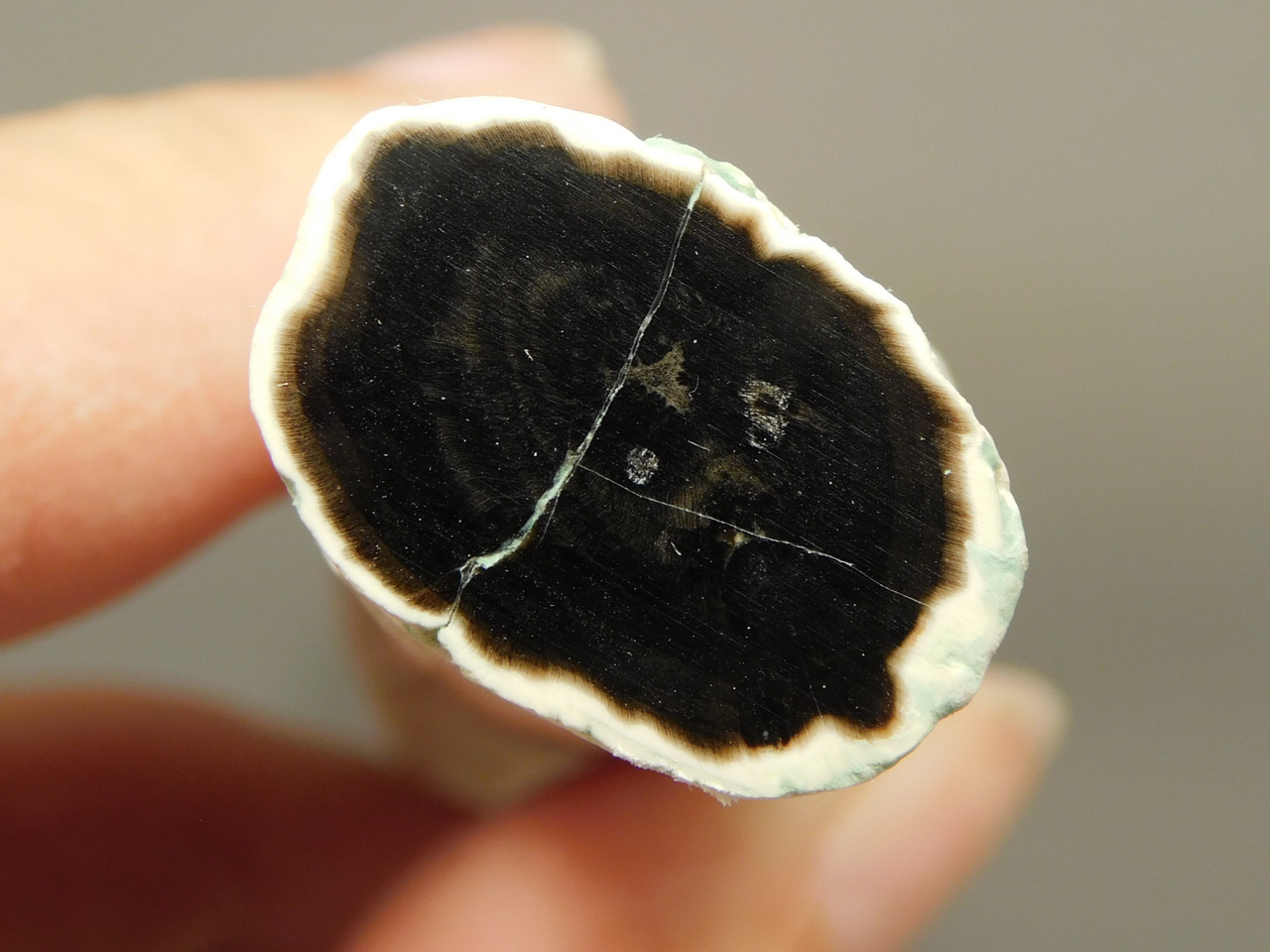 Petrified Wood Black Polished Limb Snake River Idaho #OSR4