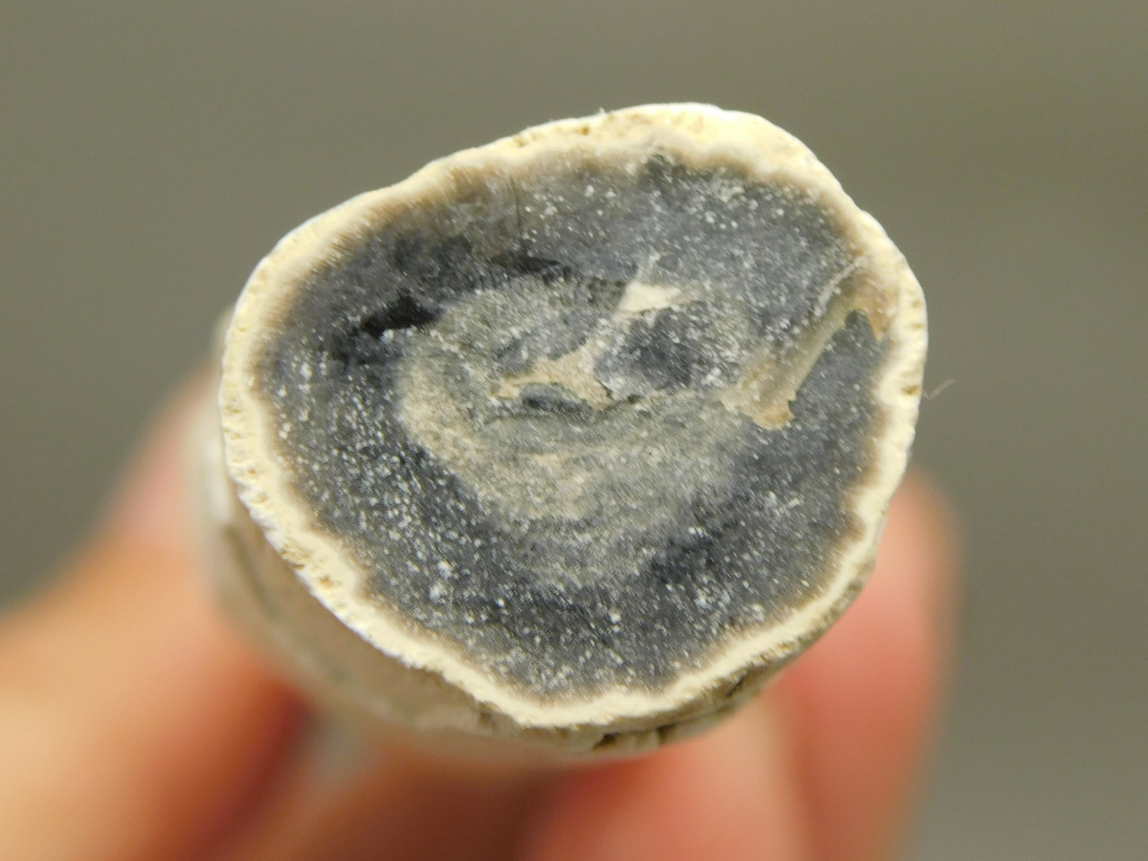 Petrified Wood Black Polished Limb Snake River Idaho #OSR4