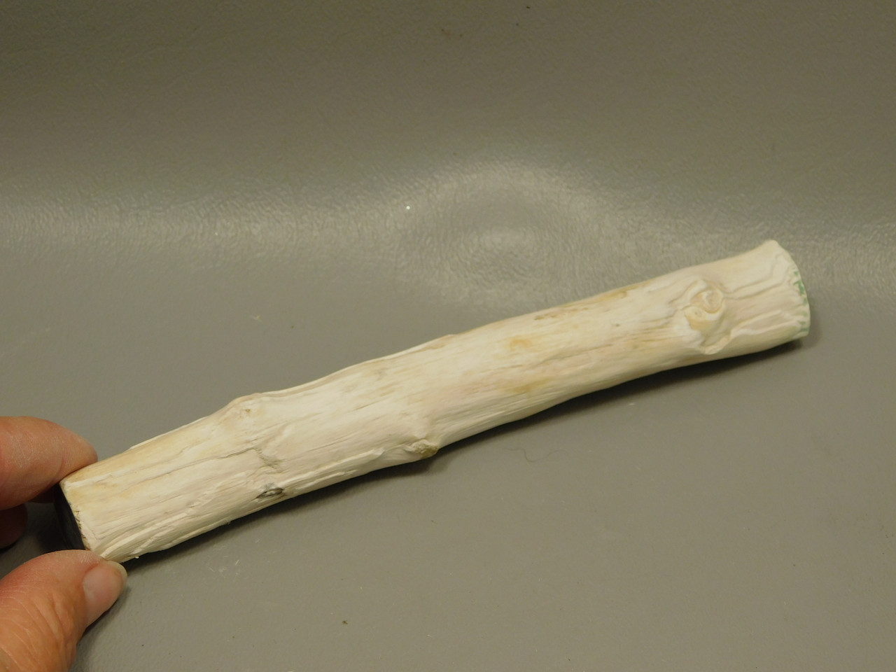 Petrified Wood Black Polished Limb Snake River Idaho #OSR4