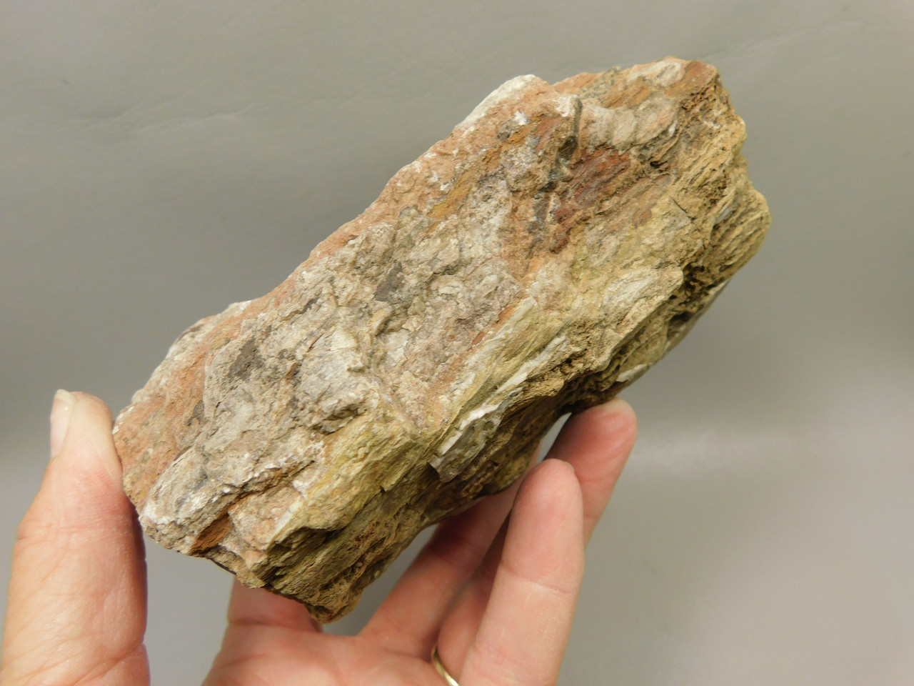 Petrified Wood Rough Chunk With Fungus Circle Cliffs Utah #Ox141