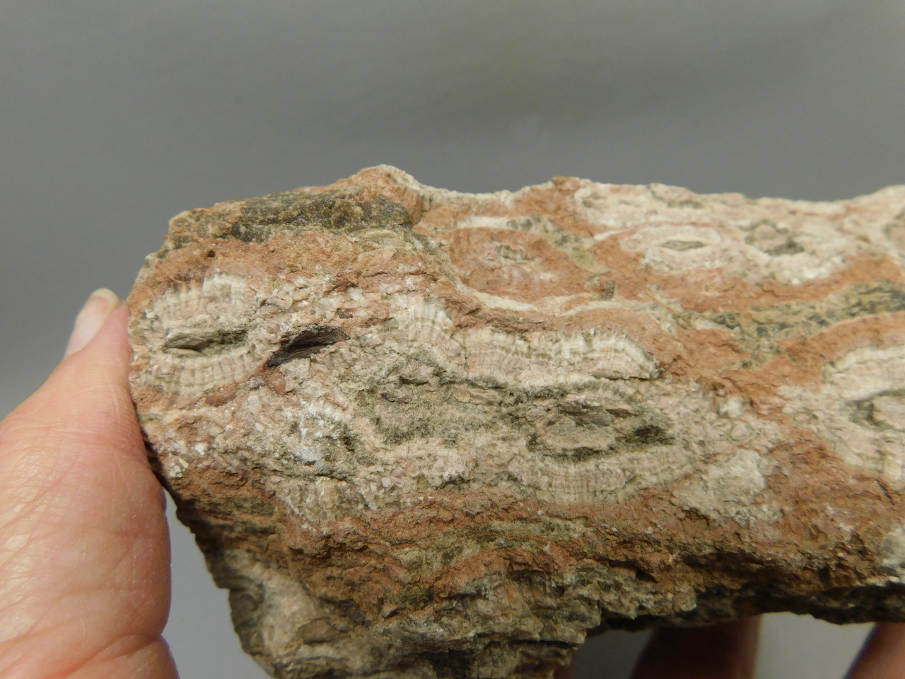 Petrified Wood Rough Chunk With Fungus Circle Cliffs Utah #Ox141