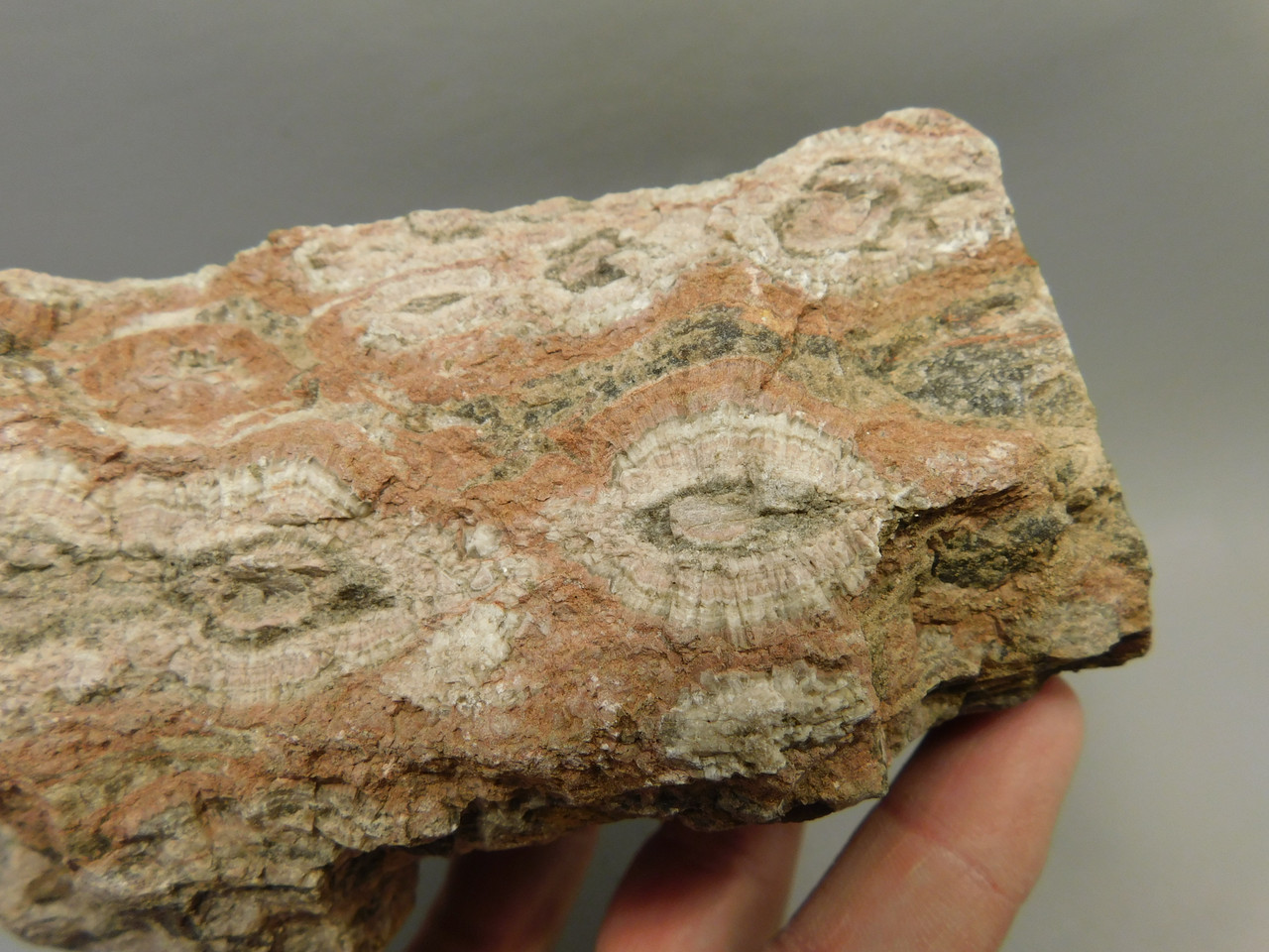 Petrified Wood Rough Chunk With Fungus Circle Cliffs Utah #Ox141