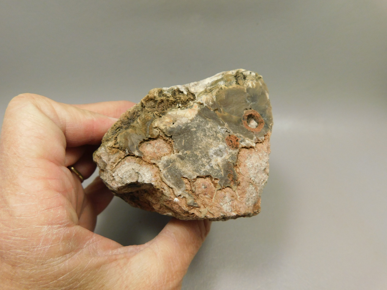 Petrified Wood Rough Chunk With Fungus Circle Cliffs Utah #Ox141