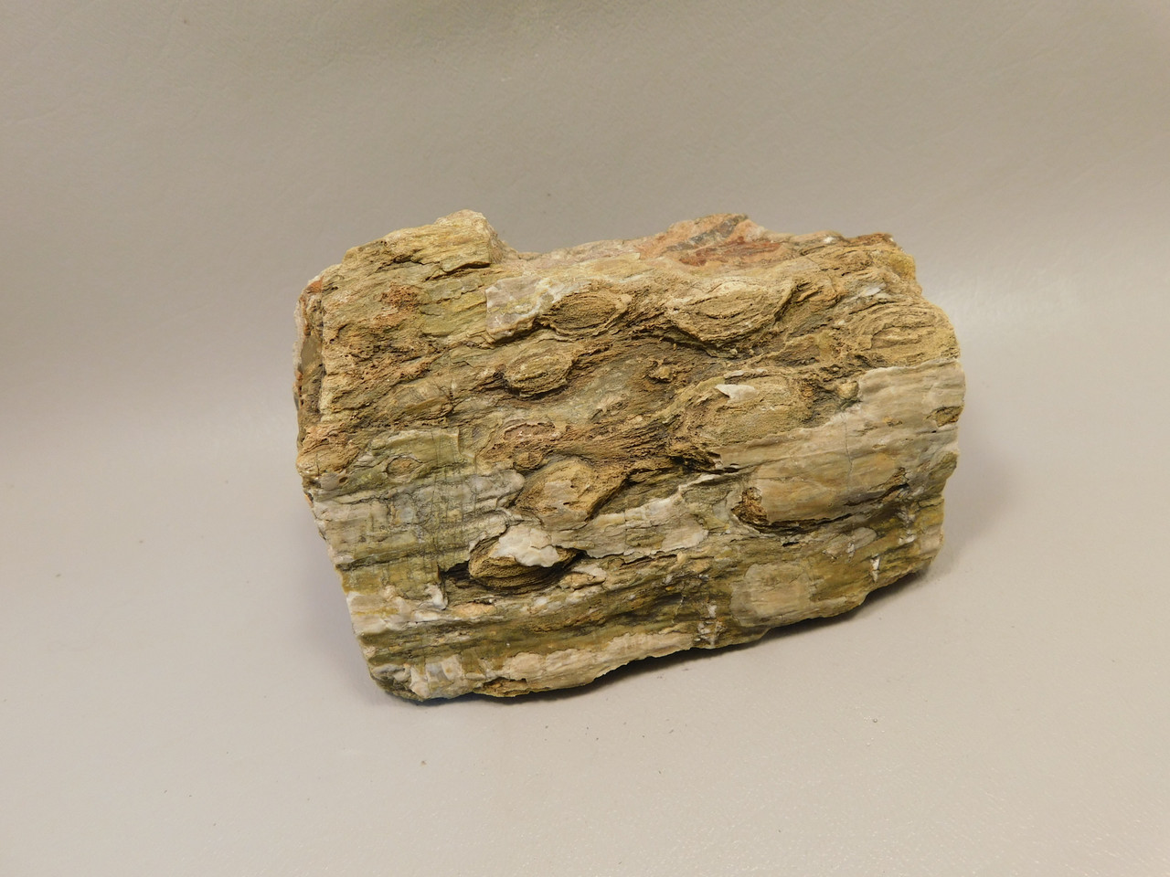 Petrified Wood Rough Chunk With Fungus Circle Cliffs Utah #Ox141