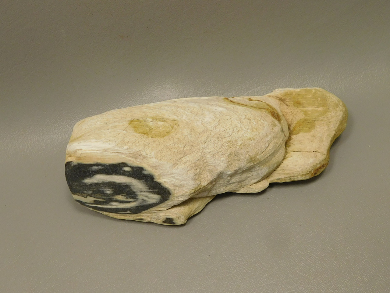 Petrified Wood Rough Limb Little Humboldt River Nevada #O1