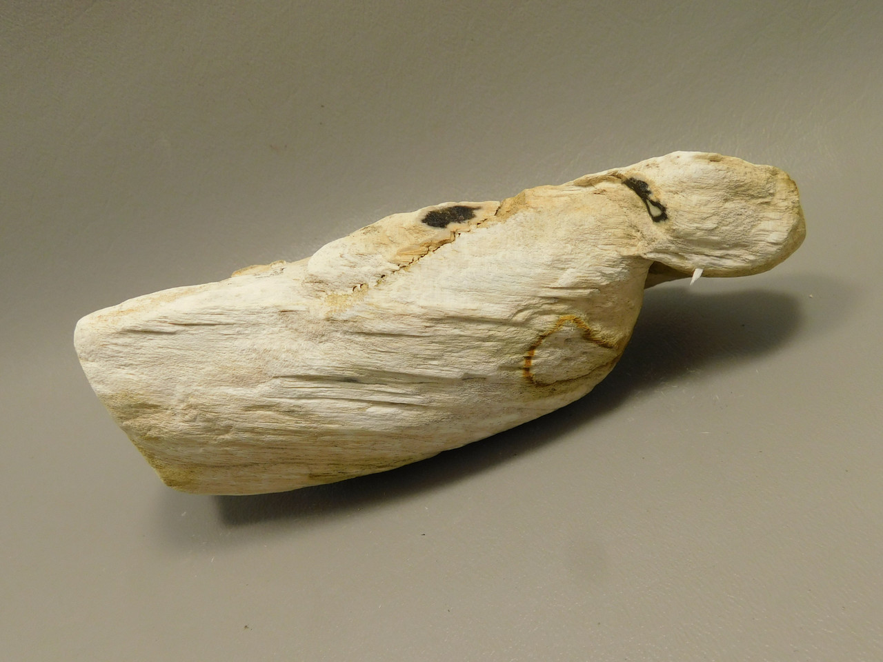 Petrified Wood Rough Limb Little Humboldt River Nevada #O1