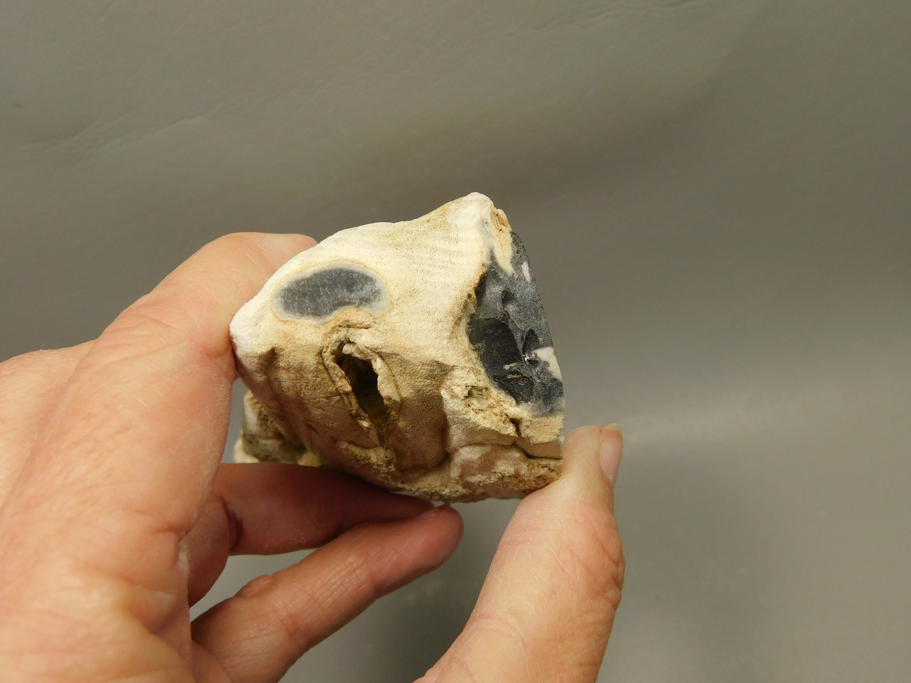 Petrified Wood Rough Limb Little Humboldt River Nevada #O1