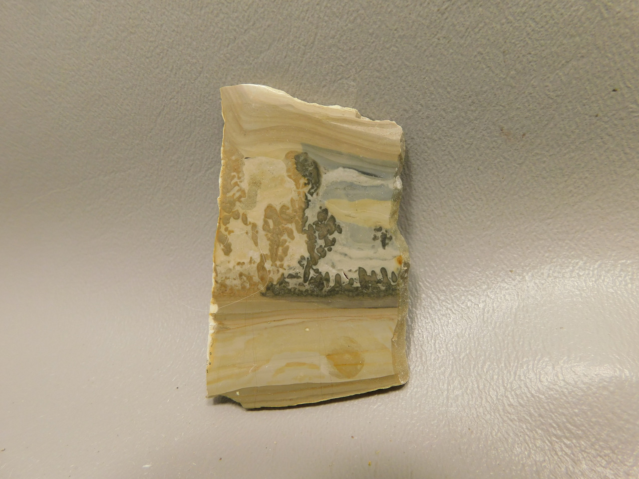 Cotham Marble Fossil Small Polished Stone Slab Stromatolite #O4