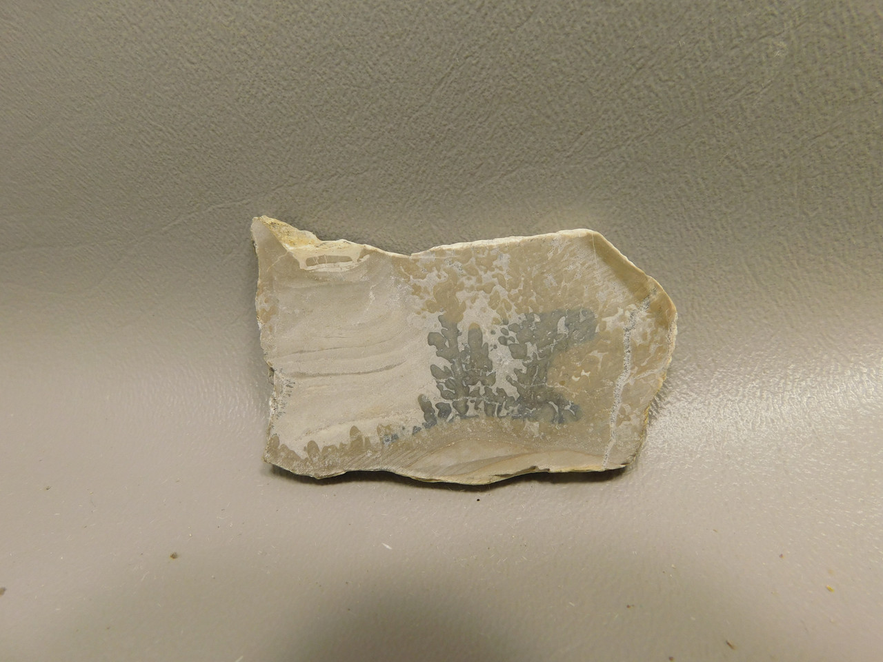 Cotham Marble Fossil Small Polished Stone Slab Stromatolite #O5