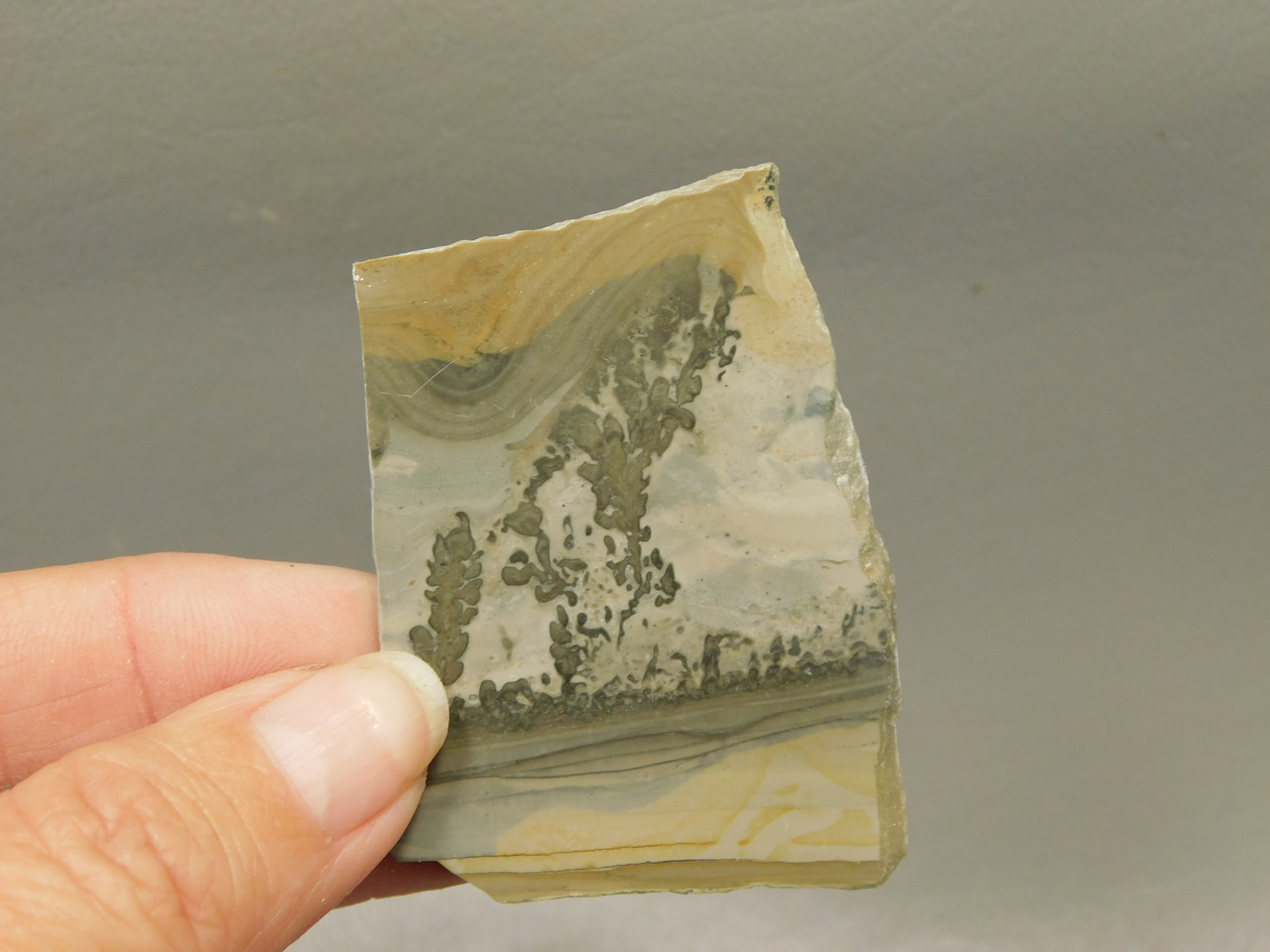 Cotham Marble Fossil Small Polished Stone Slab Stromatolite #O6