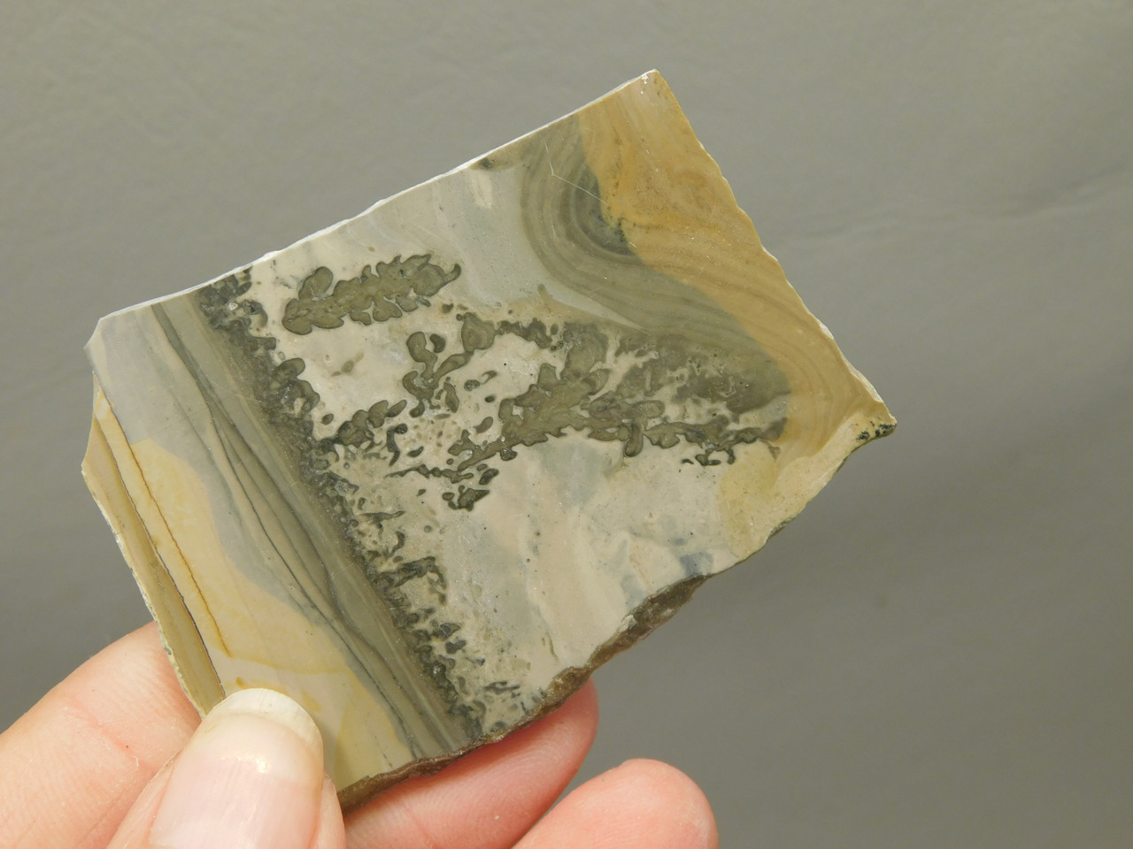 Cotham Marble Fossil Small Polished Stone Slab Stromatolite #O6