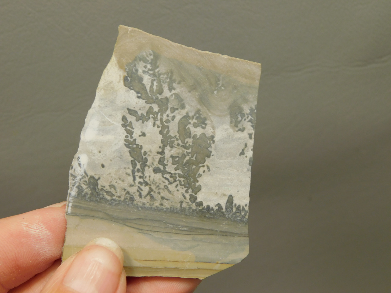 Cotham Marble Fossil Small Polished Stone Slab Stromatolite #O6