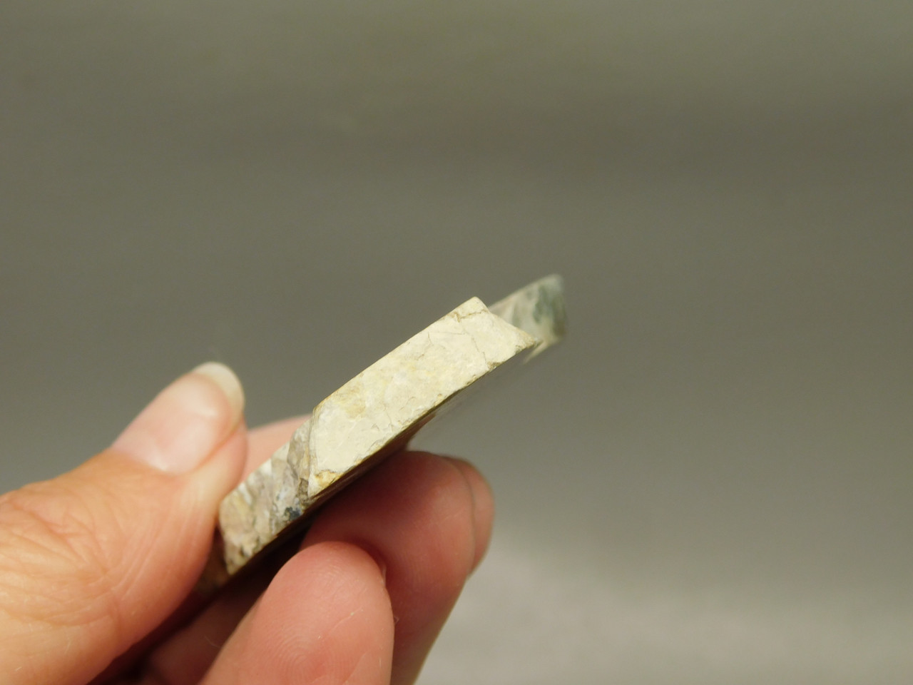 Cotham Marble Fossil Small Polished Stone Slab Stromatolite #O7