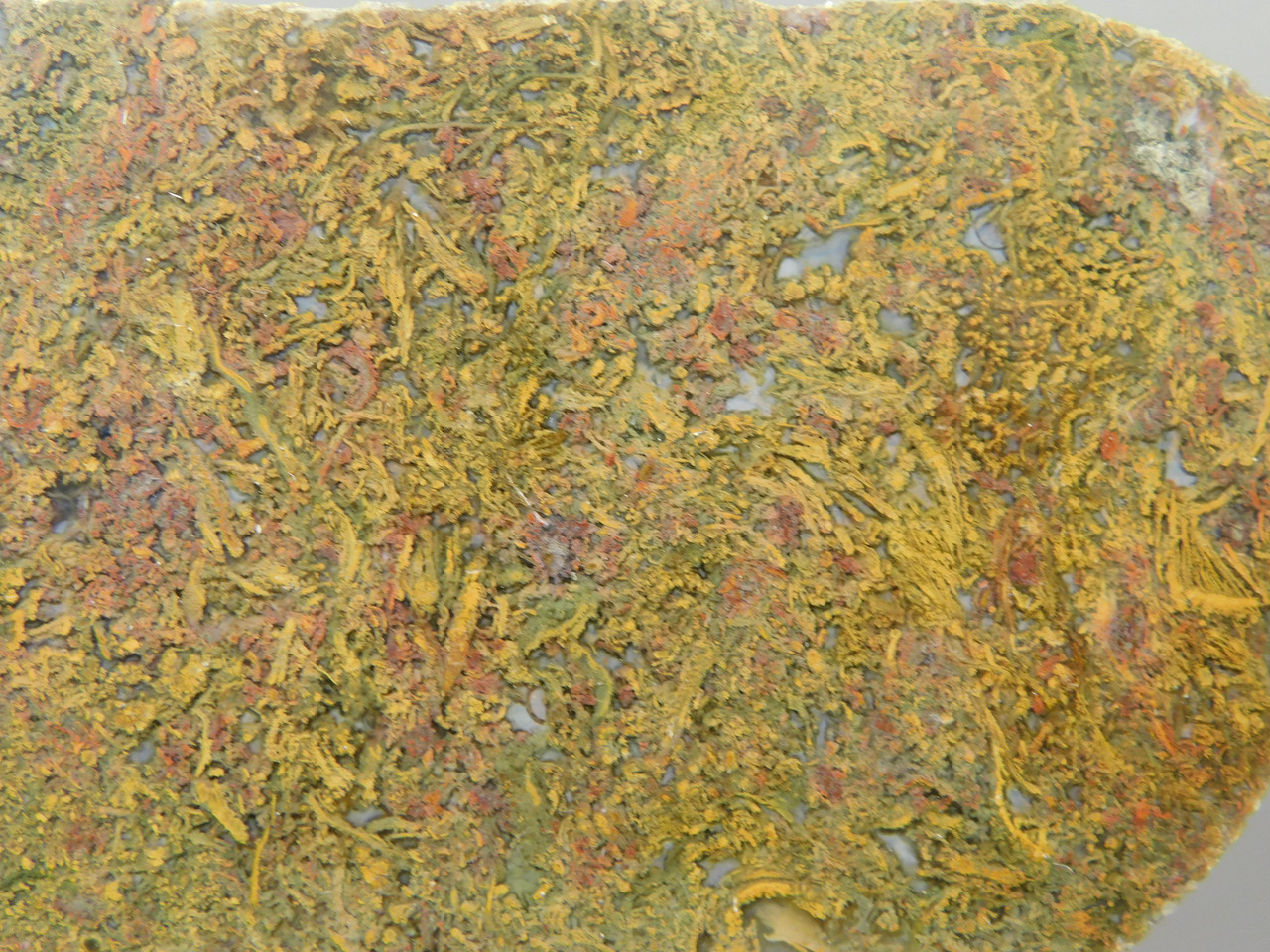 Agatized Whale Bone Fossilized Petrified Polished Rock Slab #O101