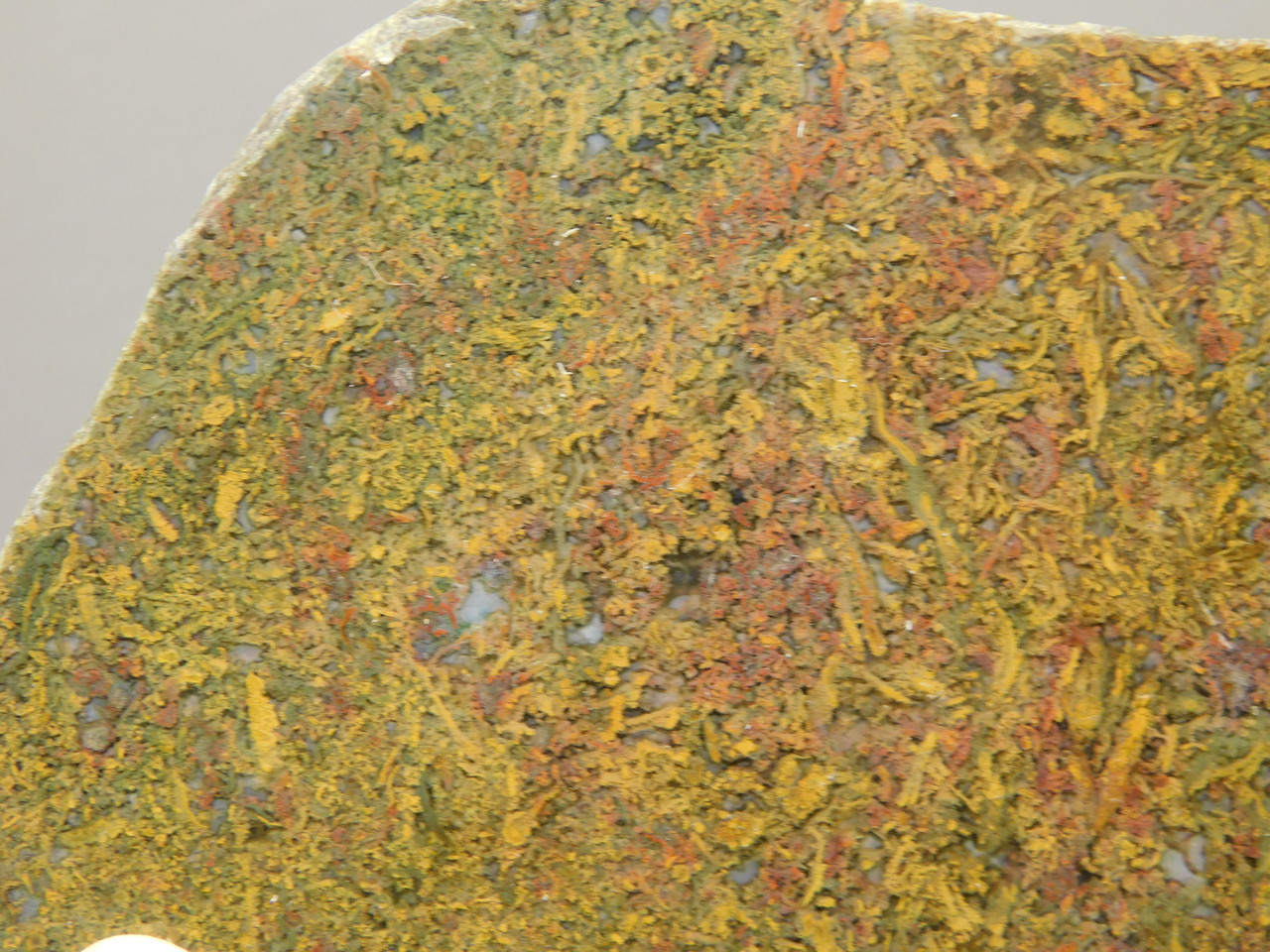 Agatized Whale Bone Fossilized Petrified Polished Rock Slab #O101