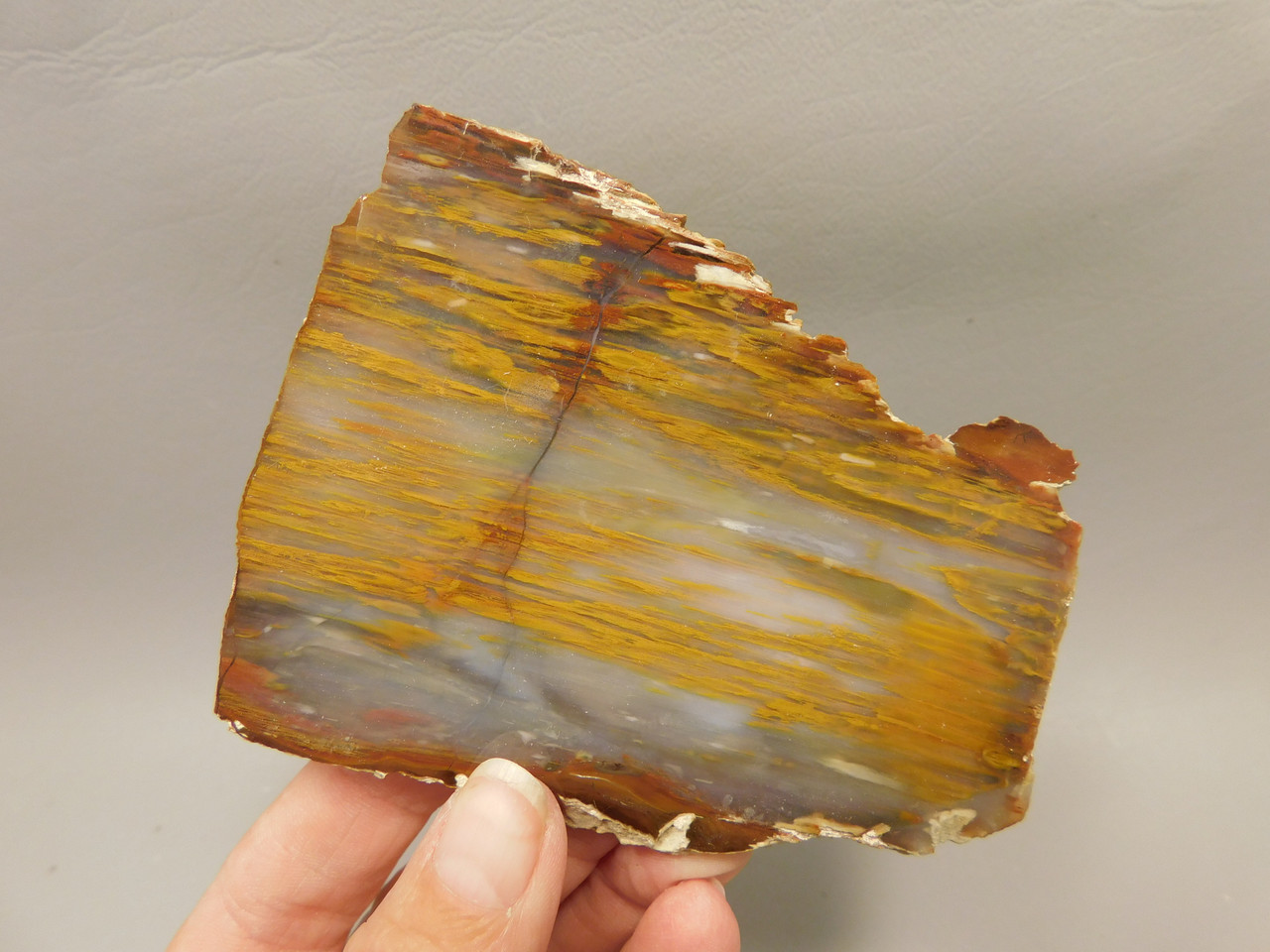 Petrified Wood Polished Slab Rock Grassy Mountain Oregon #O108