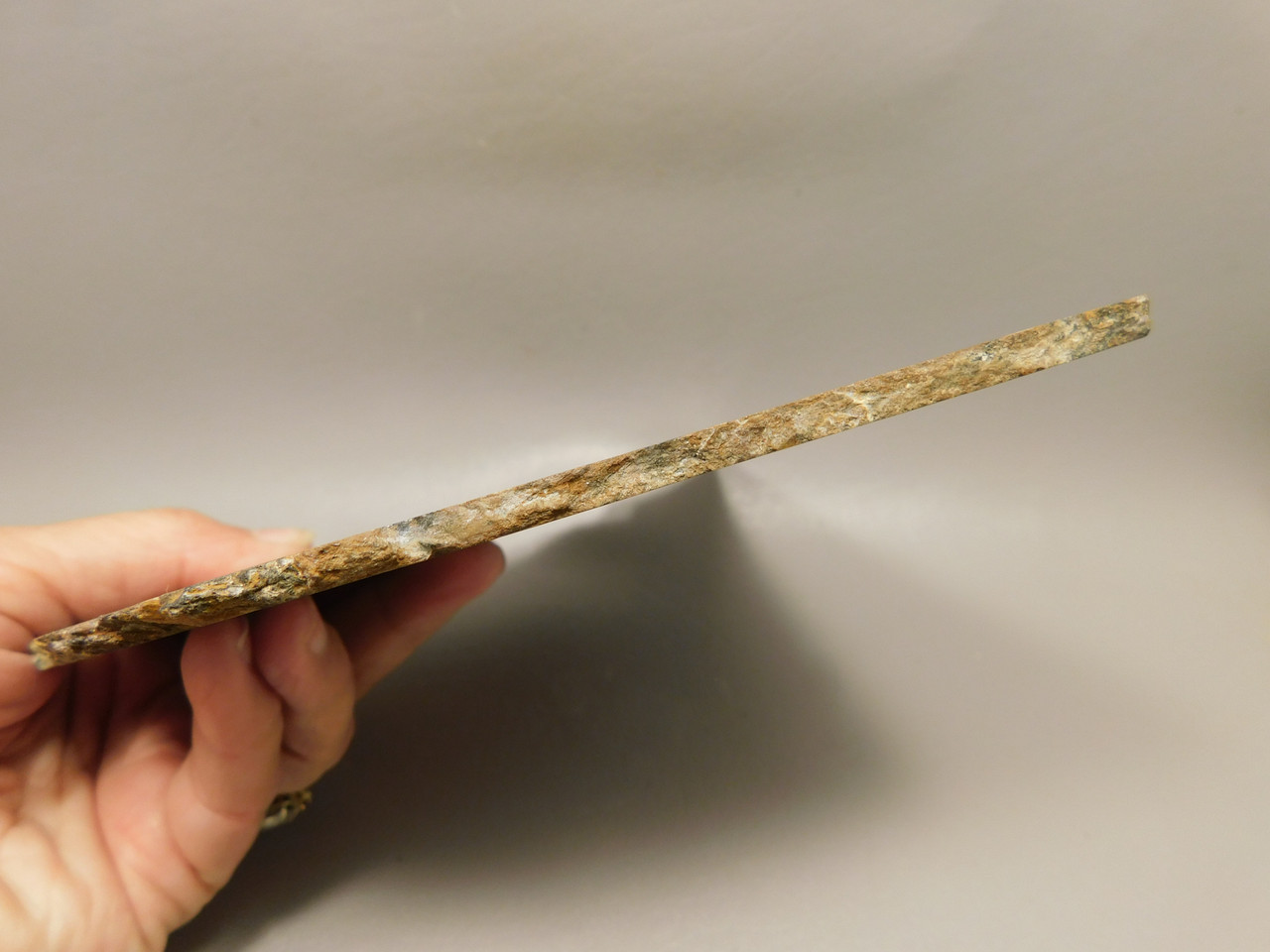 Petrified Wood Polished Round Saddle Mountain Washington #O135-20